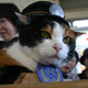 (Image via Wakayama Tourism Federation)